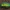 Puošnusis auksavabalis - Protaetia aeruginosa ♀ | Fotografijos autorius : Žilvinas Pūtys | © Macrogamta.lt | Šis tinklapis priklauso bendruomenei kuri domisi makro fotografija ir fotografuoja gyvąjį makro pasaulį.