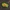 Puošnusis auksavabalis - Protaetia aeruginosa ♂ | Fotografijos autorius : Žilvinas Pūtys | © Macrogamta.lt | Šis tinklapis priklauso bendruomenei kuri domisi makro fotografija ir fotografuoja gyvąjį makro pasaulį.