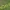 Purpurinis karklas - Salix purpurea ? | Fotografijos autorius : Gintautas Steiblys | © Macrogamta.lt | Šis tinklapis priklauso bendruomenei kuri domisi makro fotografija ir fotografuoja gyvąjį makro pasaulį.