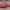 Purpurinis plokščiavabalis - Cucujus cinnaberinus | Fotografijos autorius : Žilvinas Pūtys | © Macrogamta.lt | Šis tinklapis priklauso bendruomenei kuri domisi makro fotografija ir fotografuoja gyvąjį makro pasaulį.