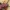 Purpurinis plokščiavabalis - Cucujus cinnaberinus | Fotografijos autorius : Vidas Brazauskas | © Macrogamta.lt | Šis tinklapis priklauso bendruomenei kuri domisi makro fotografija ir fotografuoja gyvąjį makro pasaulį.