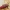 Purpurinis plokščiavabalis - Cucujus cinnaberinus | Fotografijos autorius : Vidas Brazauskas | © Macrogamta.lt | Šis tinklapis priklauso bendruomenei kuri domisi makro fotografija ir fotografuoja gyvąjį makro pasaulį.