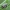 Putinė cikada - Lepyronia coleoptrata | Fotografijos autorius : Gintautas Steiblys | © Macrogamta.lt | Šis tinklapis priklauso bendruomenei kuri domisi makro fotografija ir fotografuoja gyvąjį makro pasaulį.