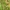 Queen of Spain fritillary - Issoria lathonia | Fotografijos autorius : Vidas Brazauskas | © Macrogamta.lt | Šis tinklapis priklauso bendruomenei kuri domisi makro fotografija ir fotografuoja gyvąjį makro pasaulį.