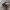 Rūdžiagaurė smėliabitė -  - Andrena fulva ♀ | Fotografijos autorius : Žilvinas Pūtys | © Macrogamta.lt | Šis tinklapis priklauso bendruomenei kuri domisi makro fotografija ir fotografuoja gyvąjį makro pasaulį.