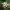 Rūgščiavaisis citrinmedis - Citrus × aurantiifolia, žiedai  | Fotografijos autorius : Nomeda Vėlavičienė | © Macrogamta.lt | Šis tinklapis priklauso bendruomenei kuri domisi makro fotografija ir fotografuoja gyvąjį makro pasaulį.