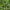 Rūgščiavaisis citrinmedis - Citrus × aurantiifolia, žiedai  | Fotografijos autorius : Nomeda Vėlavičienė | © Macrogamta.lt | Šis tinklapis priklauso bendruomenei kuri domisi makro fotografija ir fotografuoja gyvąjį makro pasaulį.