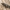 Rūgštyninė neofrizerija - Neofriseria peliella | Fotografijos autorius : Gintautas Steiblys | © Macrogamta.lt | Šis tinklapis priklauso bendruomenei kuri domisi makro fotografija ir fotografuoja gyvąjį makro pasaulį.