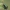 Rūgštyninis rūgtinukas - Gastrophysa viridula | Fotografijos autorius : Gintautas Steiblys | © Macrogamta.lt | Šis tinklapis priklauso bendruomenei kuri domisi makro fotografija ir fotografuoja gyvąjį makro pasaulį.