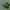 Rūgštyninis rūgtinukas - Gastrophysa viridula | Fotografijos autorius : Vytautas Gluoksnis | © Macrogamta.lt | Šis tinklapis priklauso bendruomenei kuri domisi makro fotografija ir fotografuoja gyvąjį makro pasaulį.