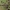 Rūgštyninis stiklasparnis - Pyropteron triannuliformis | Fotografijos autorius : Gintautas Steiblys | © Macrogamta.lt | Šis tinklapis priklauso bendruomenei kuri domisi makro fotografija ir fotografuoja gyvąjį makro pasaulį.