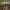 Rašalinė mėšlabudė - Coprinopsis atramentaria | Fotografijos autorius : Žilvinas Pūtys | © Macrogamta.lt | Šis tinklapis priklauso bendruomenei kuri domisi makro fotografija ir fotografuoja gyvąjį makro pasaulį.