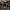 Rašalinis mėšlagrybis - Coprinopsis atramentaria | Fotografijos autorius : Žilvinas Pūtys | © Macrogamta.lt | Šis tinklapis priklauso bendruomenei kuri domisi makro fotografija ir fotografuoja gyvąjį makro pasaulį.