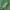 Raštuotoji hiperkalija - Hypercallia citrinalis | Fotografijos autorius : Darius Baužys | © Macrogamta.lt | Šis tinklapis priklauso bendruomenei kuri domisi makro fotografija ir fotografuoja gyvąjį makro pasaulį.