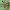 Juostuotasis plūdvoris - Dolomedes fimbriatus ♂ | Fotografijos autorius : Gintautas Steiblys | © Macronature.eu | Macro photography web site