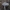 Raibasis baltikas - Tricholoma terreum | Fotografijos autorius : Žilvinas Pūtys | © Macrogamta.lt | Šis tinklapis priklauso bendruomenei kuri domisi makro fotografija ir fotografuoja gyvąjį makro pasaulį.