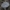 Raibasis baltikas - Tricholoma terreum | Fotografijos autorius : Žilvinas Pūtys | © Macrogamta.lt | Šis tinklapis priklauso bendruomenei kuri domisi makro fotografija ir fotografuoja gyvąjį makro pasaulį.