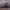 Raibasis kailiavabalis - Trogoderma versicolor | Fotografijos autorius : Žilvinas Pūtys | © Macrogamta.lt | Šis tinklapis priklauso bendruomenei kuri domisi makro fotografija ir fotografuoja gyvąjį makro pasaulį.