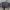 Raibasis kailiavabalis - Trogoderma versicolor | Fotografijos autorius : Žilvinas Pūtys | © Macrogamta.lt | Šis tinklapis priklauso bendruomenei kuri domisi makro fotografija ir fotografuoja gyvąjį makro pasaulį.
