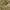 Raiboji gegūnė - Dactylorhiza incarnata cruenta | Fotografijos autorius : Žilvinas Pūtys | © Macrogamta.lt | Šis tinklapis priklauso bendruomenei kuri domisi makro fotografija ir fotografuoja gyvąjį makro pasaulį.