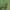 Raitytajuostis plačiasparnis ugniukas - Ecpyrrhorrhoe rubiginalis | Fotografijos autorius : Gintautas Steiblys | © Macrogamta.lt | Šis tinklapis priklauso bendruomenei kuri domisi makro fotografija ir fotografuoja gyvąjį makro pasaulį.