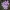 Raktažolė pelenėlė - Primula farinosa | Fotografijos autorius : Gintautas Steiblys | © Macrogamta.lt | Šis tinklapis priklauso bendruomenei kuri domisi makro fotografija ir fotografuoja gyvąjį makro pasaulį.
