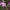 Raktažolė pelenėlė - Primula farinosa | Fotografijos autorius : Gintautas Steiblys | © Macrogamta.lt | Šis tinklapis priklauso bendruomenei kuri domisi makro fotografija ir fotografuoja gyvąjį makro pasaulį.