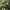 Raudė - Rubia tenuifolia | Fotografijos autorius : Gintautas Steiblys | © Macrogamta.lt | Šis tinklapis priklauso bendruomenei kuri domisi makro fotografija ir fotografuoja gyvąjį makro pasaulį.