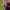 Raudonžiedė notrelė - Lamium purpureum | Fotografijos autorius : Ramunė Činčikienė | © Macrogamta.lt | Šis tinklapis priklauso bendruomenei kuri domisi makro fotografija ir fotografuoja gyvąjį makro pasaulį.