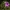 Raudonžiedis snaputis - Geranium sanguineum | Fotografijos autorius : Ramunė Činčikienė | © Macrogamta.lt | Šis tinklapis priklauso bendruomenei kuri domisi makro fotografija ir fotografuoja gyvąjį makro pasaulį.