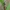 Raudonasis žieduolis - Stictoleptura rubra ♂ | Fotografijos autorius : Žilvinas Pūtys | © Macrogamta.lt | Šis tinklapis priklauso bendruomenei kuri domisi makro fotografija ir fotografuoja gyvąjį makro pasaulį.