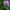 Raudonasis dobilas - Trifolium pratense | Fotografijos autorius : Ramunė Činčikienė | © Macrogamta.lt | Šis tinklapis priklauso bendruomenei kuri domisi makro fotografija ir fotografuoja gyvąjį makro pasaulį.