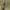 Raudonkaklė meškutė - Atolmis rubricollis | Fotografijos autorius : Gintautas Steiblys | © Macrogamta.lt | Šis tinklapis priklauso bendruomenei kuri domisi makro fotografija ir fotografuoja gyvąjį makro pasaulį.