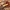 Raudonlakštis nuosėdis - Cortinarius semisanguineus | Fotografijos autorius : Vytautas Gluoksnis | © Macrogamta.lt | Šis tinklapis priklauso bendruomenei kuri domisi makro fotografija ir fotografuoja gyvąjį makro pasaulį.