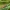 Raudonmargė kampuotblakė - Corizus hyoscyami | Fotografijos autorius : Vidas Brazauskas | © Macrogamta.lt | Šis tinklapis priklauso bendruomenei kuri domisi makro fotografija ir fotografuoja gyvąjį makro pasaulį.