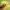Raudonmargė kampuotblakė - Corizus hyoscyami | Fotografijos autorius : Gintautas Steiblys | © Macrogamta.lt | Šis tinklapis priklauso bendruomenei kuri domisi makro fotografija ir fotografuoja gyvąjį makro pasaulį.
