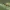 Raudonoji chrysestija - Chrysoesthia drurella | Fotografijos autorius : Gintautas Steiblys | © Macrogamta.lt | Šis tinklapis priklauso bendruomenei kuri domisi makro fotografija ir fotografuoja gyvąjį makro pasaulį.