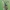 Raudonasis žieduolis - Stictopleura rubra ♂ | Fotografijos autorius : Gintautas Steiblys | © Macrogamta.lt | Šis tinklapis priklauso bendruomenei kuri domisi makro fotografija ir fotografuoja gyvąjį makro pasaulį.