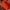 Raudonoji plačiataurė - Sarcoscypha coccinea | Fotografijos autorius : Gediminas Gražulevičius | © Macrogamta.lt | Šis tinklapis priklauso bendruomenei kuri domisi makro fotografija ir fotografuoja gyvąjį makro pasaulį.