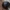 Raudonpetis kerpvabalis - Anisotoma humeralis | Fotografijos autorius : Žilvinas Pūtys | © Macrogamta.lt | Šis tinklapis priklauso bendruomenei kuri domisi makro fotografija ir fotografuoja gyvąjį makro pasaulį.