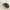 Raudonpetis kerpvabalis - Anisotoma humeralis | Fotografijos autorius : Vidas Brazauskas | © Macrogamta.lt | Šis tinklapis priklauso bendruomenei kuri domisi makro fotografija ir fotografuoja gyvąjį makro pasaulį.