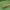 Raudonuodegis verpikas - Calliteara pudibunda, vikšras | Fotografijos autorius : Gintautas Steiblys | © Macrogamta.lt | Šis tinklapis priklauso bendruomenei kuri domisi makro fotografija ir fotografuoja gyvąjį makro pasaulį.