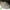Rauplėtasis vingurėlis - Daedaleopsis confragosa | Fotografijos autorius : Aleksandras Stabrauskas | © Macrogamta.lt | Šis tinklapis priklauso bendruomenei kuri domisi makro fotografija ir fotografuoja gyvąjį makro pasaulį.