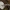 Rausvarudė musmirė - Amanita porphyria | Fotografijos autorius : Žilvinas Pūtys | © Macrogamta.lt | Šis tinklapis priklauso bendruomenei kuri domisi makro fotografija ir fotografuoja gyvąjį makro pasaulį.