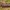 Rausvarudis pavasarinis dirvinukas - Cerastis rubricosa | Fotografijos autorius : Žilvinas Pūtys | © Macrogamta.lt | Šis tinklapis priklauso bendruomenei kuri domisi makro fotografija ir fotografuoja gyvąjį makro pasaulį.