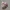 Rausvasparnė skydblakė - Carpocoris purpureipennis, nimfa | Fotografijos autorius : Žilvinas Pūtys | © Macrogamta.lt | Šis tinklapis priklauso bendruomenei kuri domisi makro fotografija ir fotografuoja gyvąjį makro pasaulį.