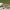 Rausvasparnė skydblakė - Carpocoris purpureipennis, nimfa | Fotografijos autorius : Žilvinas Pūtys | © Macrogamta.lt | Šis tinklapis priklauso bendruomenei kuri domisi makro fotografija ir fotografuoja gyvąjį makro pasaulį.