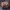 Rausvasparnė skydblakė - Carpocoris purpureipennis | Fotografijos autorius : Žilvinas Pūtys | © Macrogamta.lt | Šis tinklapis priklauso bendruomenei kuri domisi makro fotografija ir fotografuoja gyvąjį makro pasaulį.