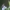 Rausvasparnė skydblakė - Carpocoris purpureipennis | Fotografijos autorius : Agnė Našlėnienė | © Macrogamta.lt | Šis tinklapis priklauso bendruomenei kuri domisi makro fotografija ir fotografuoja gyvąjį makro pasaulį.