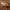 Rausvasparnė skydblakė - Carpocoris purpureipennis | Fotografijos autorius : Žilvinas Pūtys | © Macrogamta.lt | Šis tinklapis priklauso bendruomenei kuri domisi makro fotografija ir fotografuoja gyvąjį makro pasaulį.